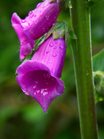 媚杀折火一夏 媚杀折火一夏